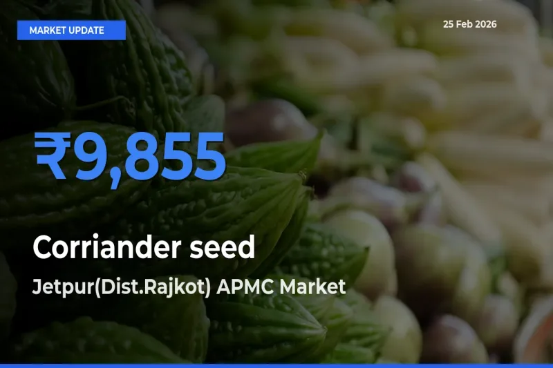 Market Watch: Jetpur(Dist.Rajkot) APMC Becomes Top Mandi for Corriander seed