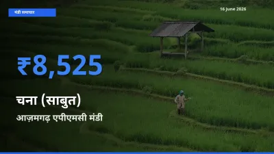 आज चना (साबुत) के सबसे ज़्यादा दाम आज़मगढ़ एपीएमसी मंडी में दर्ज