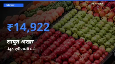 तंदुरु एपीएमसी में साबुत अरहर का आज सबसे ऊँचा भाव
