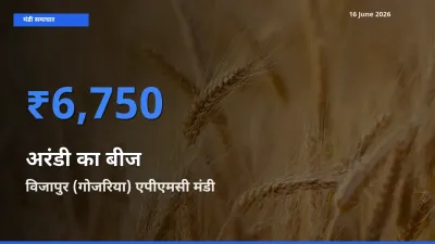 विजापुर (गोजरिया) एपीएमसी में अरंडी का बीज का आज सबसे ऊँचा भाव