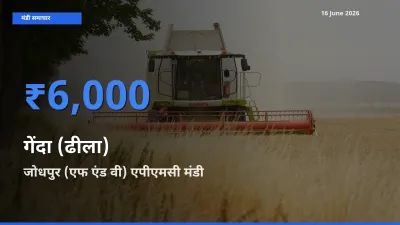 आज गेंदा (ढीला) के सबसे ऊँचे दाम ₹6,000 जोधपुर (एफ एंड वी) एपीएमसी मंडी में