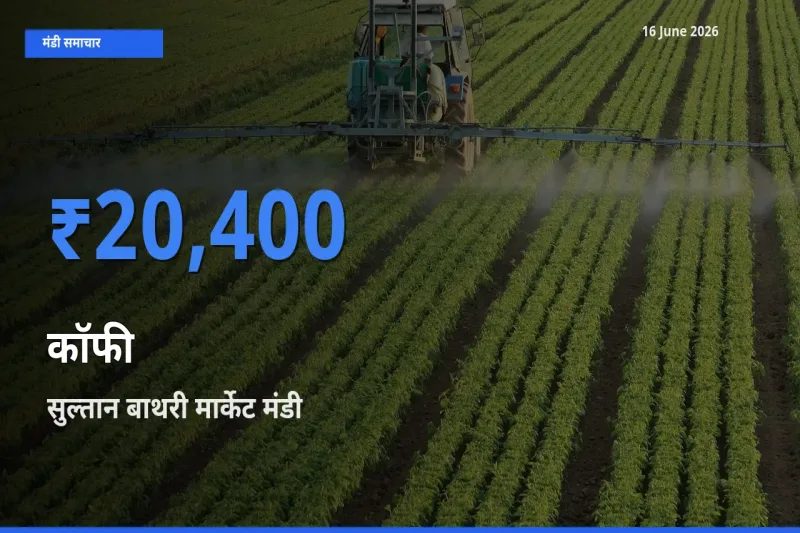 आज कॉफी के सबसे ज़्यादा दाम सुल्तान बाथरी मार्केट मंडी में दर्ज