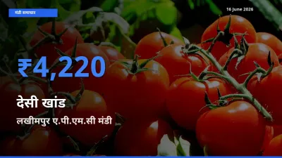टॉप मंडी बना लखीमपुर ए.पी.एम.सी! देसी खांड के सबसे ऊँचे दाम यहीं दर्ज