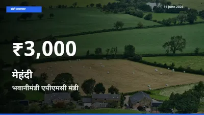 भवानीमंडी एपीएमसी में मेहंदी के दाम 30 दिन के न्यूनतम स्तर पर, आज का मंडी भाव देखें