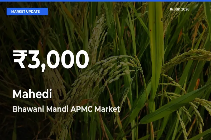 Farmers Concerned as Mahedi Hits 30-Day Low in Bhawani Mandi APMC