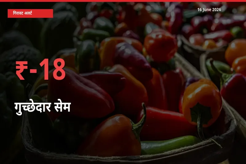 अचानक झटका! मंडी में गुच्छेदार सेम के दाम 18.15% टूटे