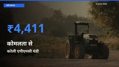 टॉप मंडी बना करेली एपीएमसी! कोमलता से के सबसे ऊँचे दाम यहीं दर्ज