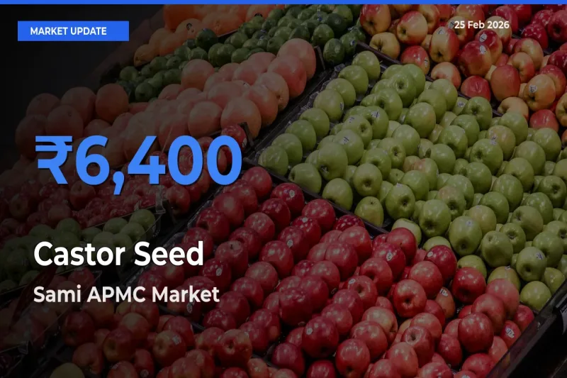 Sami APMC Tops Castor Seed Mandi Rates Today