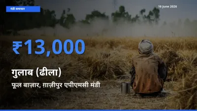 फूल बाज़ार, ग़ाज़ीपुर एपीएमसी में गुलाब (ढीला) का आज सबसे ऊँचा भाव