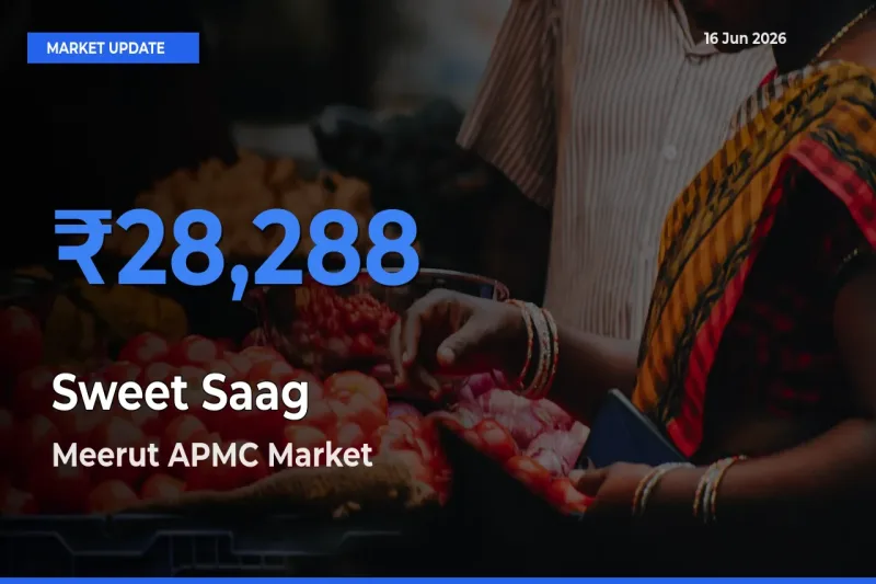 Meerut APMC Offers ₹28,288 – Highest Sweet Saag Rate Today