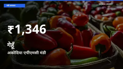 किसानों के लिए चिंता का विषय? गेहूँ के दाम अकोदिया एपीएमसी में 30 दिन के न्यूनतम स्तर पर