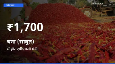 तेज़ गिरावट! सीहोर एपीएमसी में चना (साबुत) के दाम 30 दिन के निचले स्तर पर