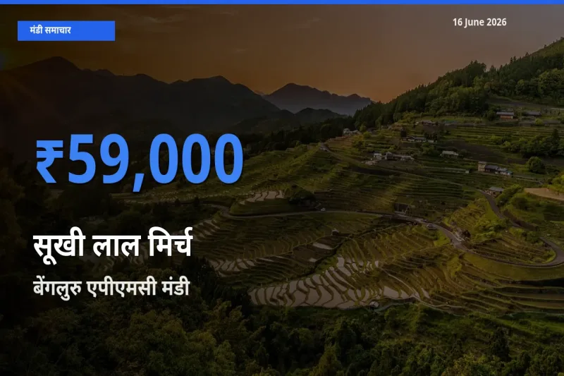 बेंगलुरु एपीएमसी में सूखी लाल मिर्च का आज सबसे ऊँचा भाव