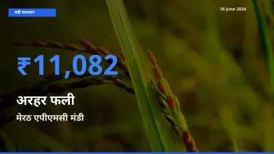 मेरठ एपीएमसी मंडी में आज अरहर फली के सबसे ऊँचे दाम दर्ज