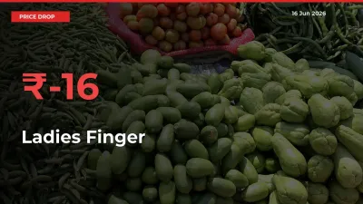 15.7% Drop in Ladies Finger Prices – Mandi Sees Sudden Fall
