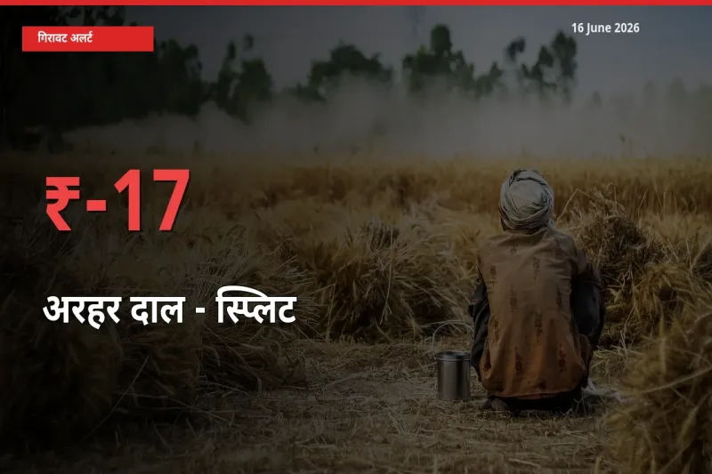 अचानक झटका! मंडी में अरहर दाल - स्प्लिट के दाम 16.51% टूटे