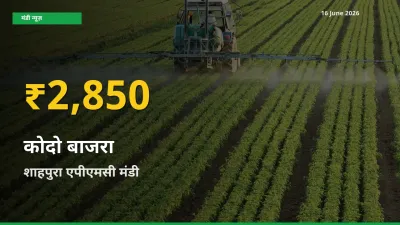 आज का मंडी भाव: शाहपुरा एपीएमसी में कोदो बाजरा सबसे ऊँचे स्तर पर