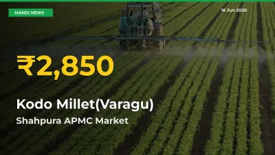 Shahpura APMC Leads as Kodo Millet(Varagu) Hits Highest Rate – June 16 Update