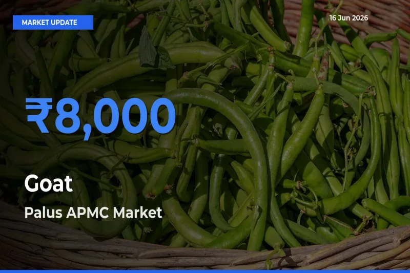 Goat Mandi Rate Today: Palus APMC Tops the List
