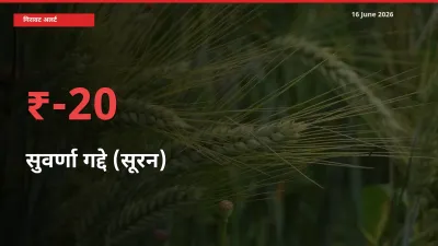 16 June अपडेट: सुवर्णा गद्दे (सूरन) के दाम मंडी में 19.7% गिरे