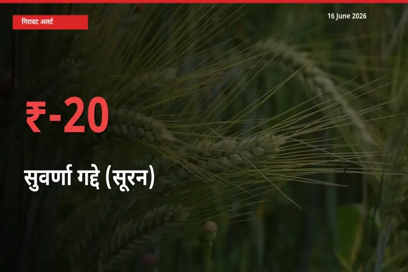 16 June अपडेट: सुवर्णा गद्दे (सूरन) के दाम मंडी में 19.7% गिरे
