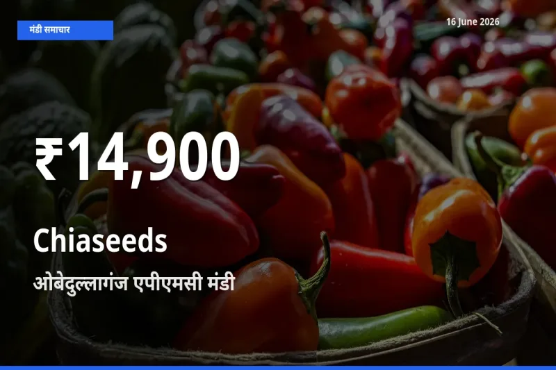 Chiaseeds के दामों में गिरावट, ओबेदुल्लागंज एपीएमसी में 30 दिन का न्यूनतम भाव