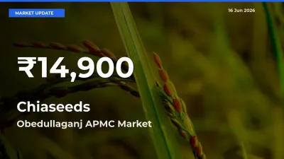 Sharp Fall! Chiaseeds Prices Drop to 30-Day Low in Obedullaganj APMC