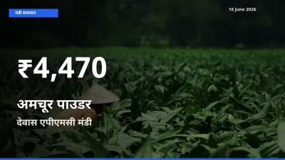 देवास एपीएमसी में अमचूर पाउडर ₹4,470 पर गिरा – 30 दिन का न्यूनतम भाव