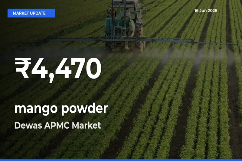 mango powder Falls to ₹4,470 in Dewas APMC – 30-Day Lowest Rate