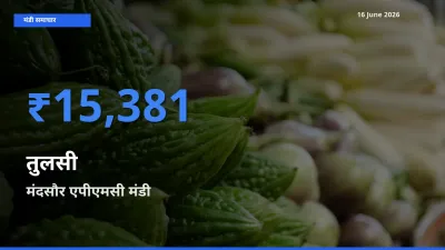 किसानों की पसंद बना मंदसौर एपीएमसी, तुलसी के सबसे अच्छे दाम