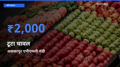 आज का मंडी भाव: टूटा चावल के सबसे ज़्यादा दाम अकबरपुर एपीएमसी में