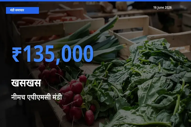 नीमच एपीएमसी मंडी में आज खसखस के सबसे ऊँचे दाम दर्ज