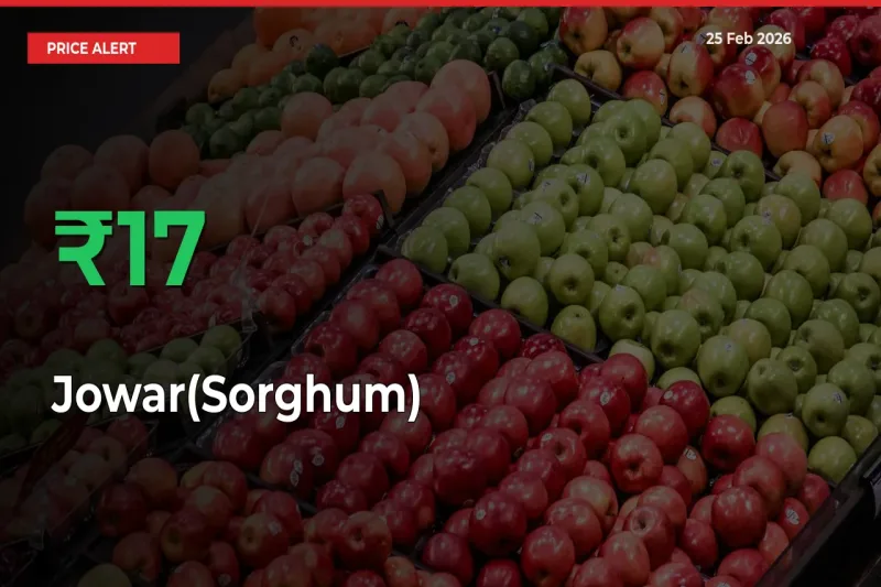 Why Jowar(Sorghum) Prices Rose 16.74% in a Day at Mandis