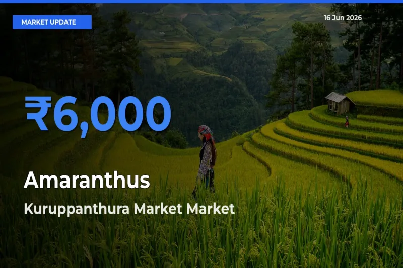 Farmers Prefer Kuruppanthura Market as Amaranthus Hits Highest Rate