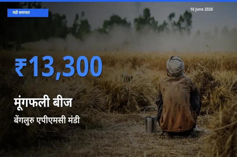 आज मूंगफली बीज के सबसे ऊँचे दाम ₹13,300 बेंगलुरु एपीएमसी मंडी में