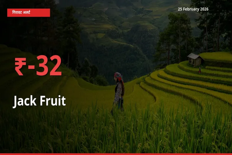 स्थानीय मंडी में Jack Fruit के दाम अचानक 32.11% गिरे, किसानों की चिंता बढ़ी