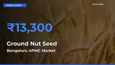Bengaluru APMC Offers ₹13,300 – Highest Ground Nut Seed Rate Today