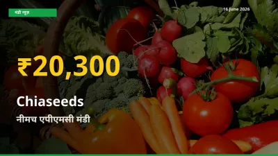 आज का मंडी भाव: नीमच एपीएमसी में Chiaseeds सबसे ऊँचे स्तर पर