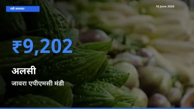 टॉप मंडी बना जावरा एपीएमसी! अलसी के सबसे ऊँचे दाम यहीं दर्ज