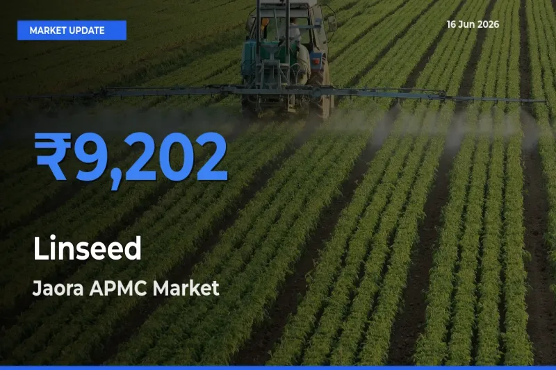 Jaora APMC Offers ₹9,202 – Highest Linseed Rate Today