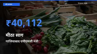टॉप मंडी बना गाजियाबाद एपीएमसी! मीठा साग के सबसे ऊँचे दाम यहीं दर्ज