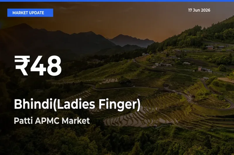 Why Bhindi(Ladies Finger) Prices Slumped in Patti APMC – 30-Day Low Today