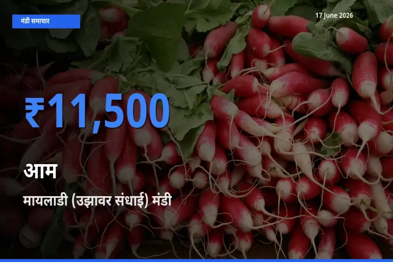 मायलाडी (उझावर संधाई) में आम का आज सबसे ऊँचा भाव