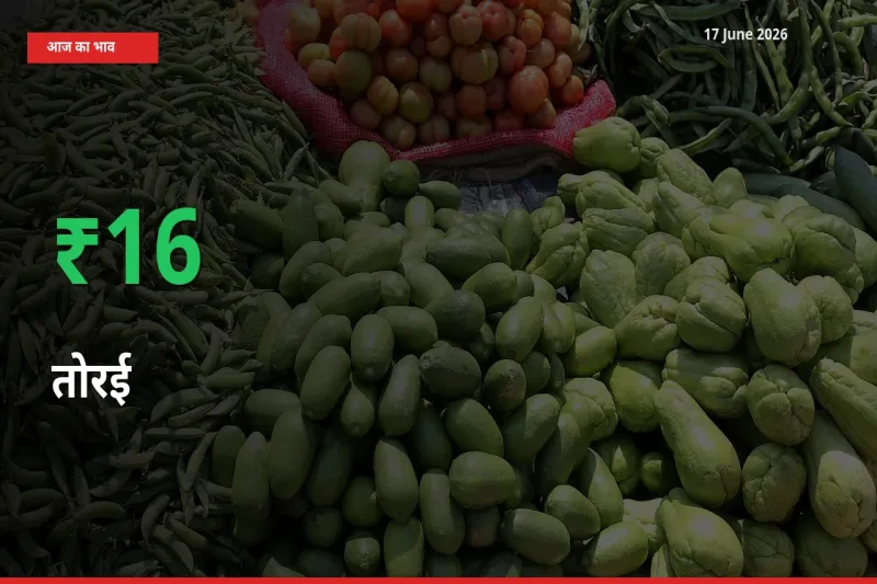 अचानक तेजी! मंडी में तोरई के दाम 16.22% चढ़े