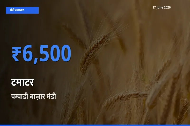 पम्पाडी बाज़ार में टमाटर का आज सबसे ऊँचा भाव