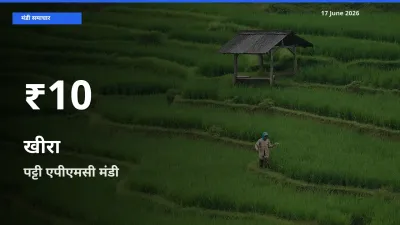 पट्टी एपीएमसी में खीरा ₹10 पर गिरा – 30 दिन का न्यूनतम भाव