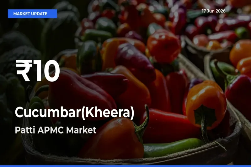 Cucumbar(Kheera) Hits 30-Day Low in Patti APMC