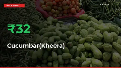 Farmers Cheer as Cucumbar(Kheera) Prices Surge 32.2% in Local Mandis