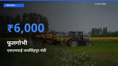 एसएमवाई जयसिंहपुर मंडी में फूलगोभी ₹6,000 पर पहुँचा – आज का सर्वोच्च भाव