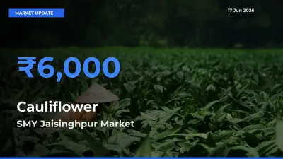 SMY Jaisinghpur Tops Cauliflower Rates – June 17 Market Update